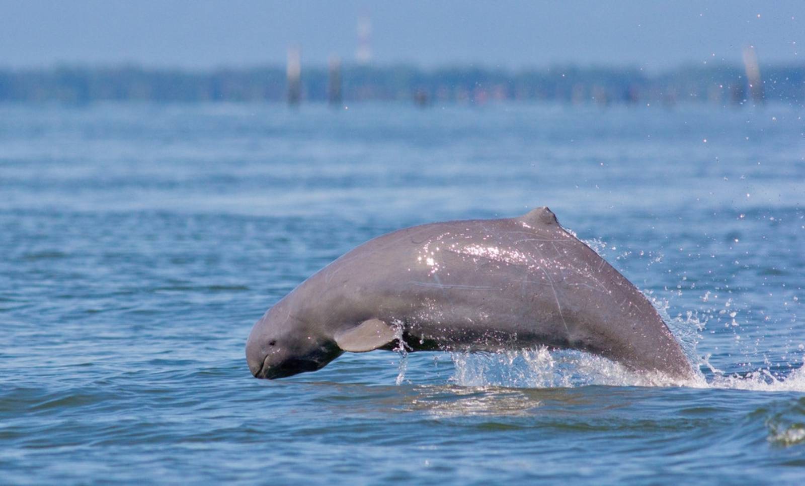The unique Mekong Irrawaddy Dolphin